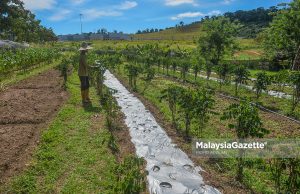 Bantuan pertanian perlu untuk kecukupan makanan negara