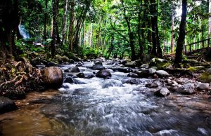 Taman Eko Rimba Chongkak Park Resort dibuka semula esok