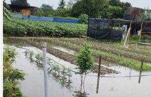 Kerajaan DAP tidak peduli pekebun rugi akibat banjir – Gerakan