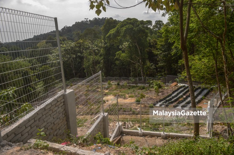 The Bukit Cherakah Forest Reserve behind bungalows at Taman Bukit Bayu U10, Shah Alam, Selangor has been encroached and turned into illegal durian farm.     PIX: MOHD ADZLAN / MalaysiaGazette / 05 DECEMBER 2021