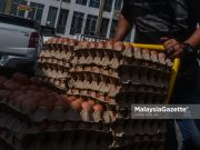 chicken egg price stock