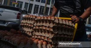 chicken egg price stock