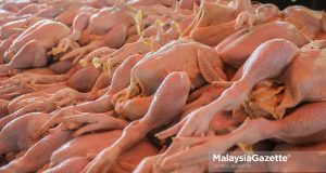 chicken supply farmers price eggs ceiling maximum
