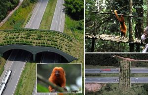 Jambatan khas untuk monyet rentas jalan masuk hutan