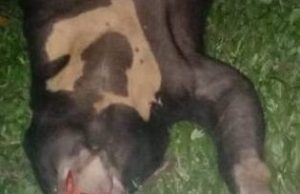 Beruang matahari ditemukan mati dilanggar di Jalan Ulu Bendul