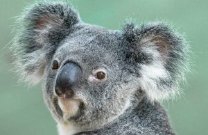 Ratusan pertuduhan kekejaman terhadap koala dikeluarkan