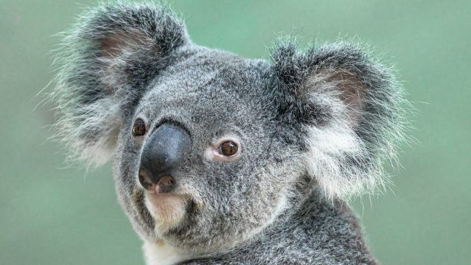 koala