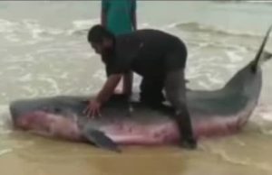Ikan paus betina ditemukan terdampar di Pantai Merchang, Marang