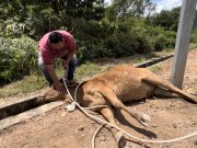 Mohamad Faizal Musa examining one of his cattle that died in the flood at Segamat, Johor recently. Farmer devastated and lost hope to continue his farming business after 121 out of 140 cattle perished in the flood.