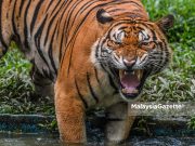 Jangan hanya kenal harimau Malaya di kulit passport, jata negara – Pemangku Raja Pahang
