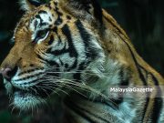 Kawasan hutan dipertingkat 50% demi selamatkan Harimau Malaya