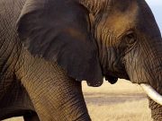 Gajah serang dua penduduk dibunuh