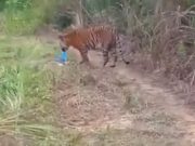 11 pak belang berkeliaran, Perhilitan sudah pasang perangkap