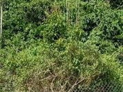 A tiger was spotted roaming outside the fence of Sekolah Kebangsaan (SK) Balar, near Gua Musang, Kelantan yesterday One of tigers was spotted outside SK Balar at Gua Musang, Kelantan.