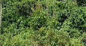 A tiger was spotted roaming outside the fence of Sekolah Kebangsaan (SK) Balar, near Gua Musang, Kelantan yesterday One of tigers was spotted outside SK Balar at Gua Musang, Kelantan.