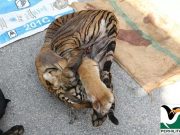 Hapuskan pemburu haram, selamatkah Harimau Malaya?