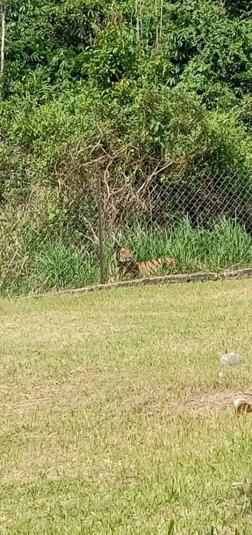 A tiger was spotted roaming outside the fence of Sekolah Kebangsaan (SK) Balar, near Gua Musang, Kelantan yesterday One of tigers was spotted outside SK Balar at Gua Musang, Kelantan.