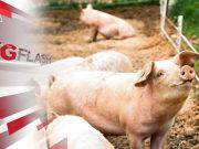 Suami Isteri Korban Kebakaran Besar Di Tawau, Demam Babi Afrika Merebak Di Melaka #MGFlash