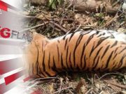 Pembalakan Tak Sebabkan Harimau Berkeliaran, Banjir #MGFlash