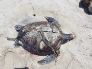 Lagi penyu agar ditemukan mati di pantai Terengganu