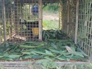 Perhilitan pasang tiga perangkap, larang penduduk Orang Asli keluar rumah The Kelantan Department of Wildlife and National Parks (Perhilitan) has installed at least three traps in two Orang Asli villages at Gua Musang yesterday