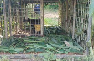 The Kelantan Department of Wildlife and National Parks (Perhilitan) has installed at least three traps in two Orang Asli villages at Gua Musang yesterday