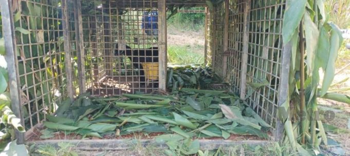 The Kelantan Department of Wildlife and National Parks (Perhilitan) has installed at least three traps in two Orang Asli villages at Gua Musang yesterday
