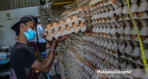 chicken eggs egg supply shortage KPDNHEP price control