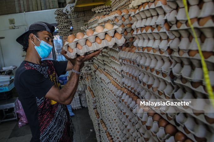 chicken eggs egg supply shortage KPDNHEP price control