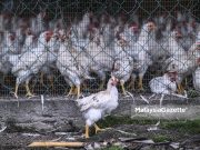 Chicken price: Industry must wait for final decision on price The chickens at the Malaysian Agricultural Research and Development Institute (MARDI) in Serdang, Selangor. PIX: HAZROL ZAINAL / MalaysiaGazette / 05 NOVEMBER 2020. chicken price farmer eggs