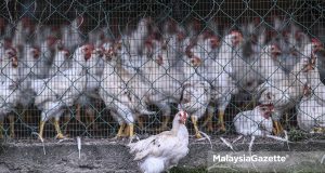 The chickens at the Malaysian Agricultural Research and Development Institute (MARDI) in Serdang, Selangor. PIX: HAZROL ZAINAL / MalaysiaGazette / 05 NOVEMBER 2020. chicken price farmer eggs