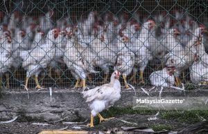 The chickens at the Malaysian Agricultural Research and Development Institute (MARDI) in Serdang, Selangor. PIX: HAZROL ZAINAL / MalaysiaGazette / 05 NOVEMBER 2020. chicken price farmer eggs
