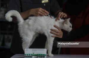 Kucing jalanan terima vaksin