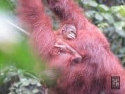 Sarawak sambut kelahiran anak orang utan di Pusat Hidupan Liar Semenggoh