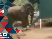 Pagar elektrik rosak punca gajah masuk Kem Sri Banding