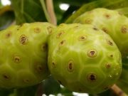 Cancer and local nature’s bounty mengkudu cancer