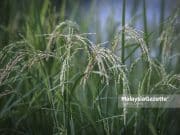 MAFI jamin bela nasib 3,146 pesawah padi terjejas banjir – Zawawi