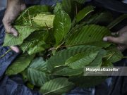 Perlis tiada perancangan eksport ketum – MB Daun ketum