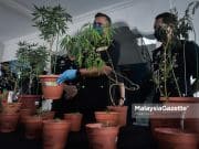 Polis Rampas Pokok Ganja Milik Penyanyi Nasyid
