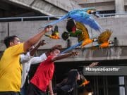 Burung Kakak Tua Terbang Bebas #FreeFlyParrot
