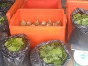 Lelaki masak, jual air ketum dicekup