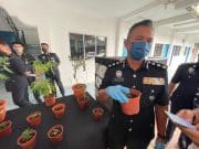 Bekas penyanyi kumpulan Nasyid tanam pokok ganja dalam rumah direman tujuh hari