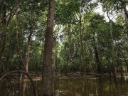 2 beradik hilang di hutan Amazon ditemui selepas empat minggu