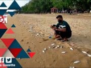 Penduduk gempar ribuan ikan terdampar pesisir pantai Melaka