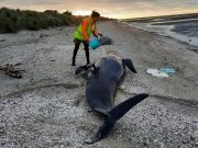 Berpuluh-puluh paus pilot terdampar di pantai New Zealand