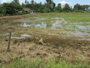 Petani tanggung rugi, air longkang masuk sawah