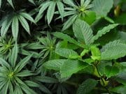 Isu berkaitan ganja, ketum untuk perubatan akan diperhalusi Kabinet
