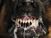 rabies dogs dog Selangor