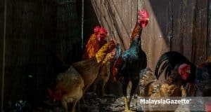 chicken export ban kampung chicken black