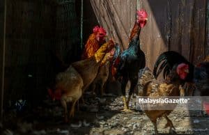 chicken export ban kampung chicken black